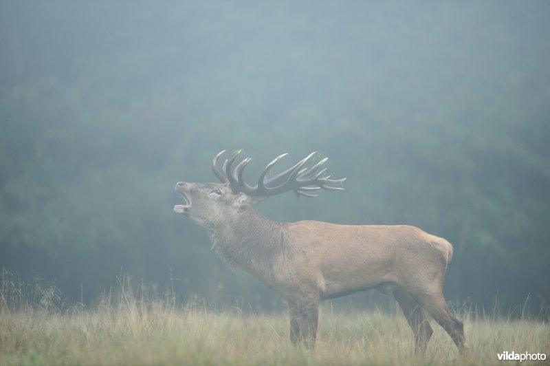 Burlende Edelhert in de ochtendmist