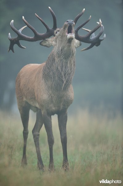 Burlende Edelhert in de ochtendmist