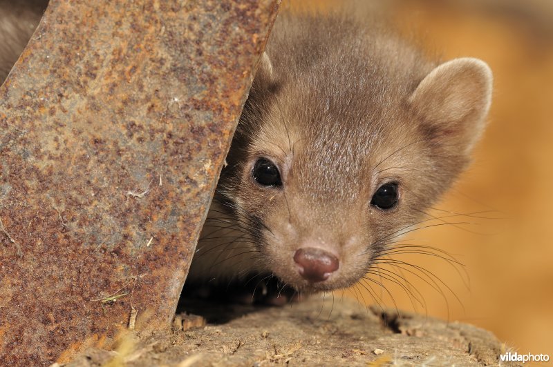 Kopje van Steenmarter