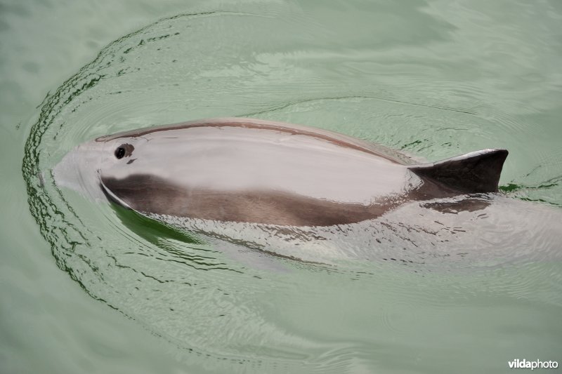 Bruinvis