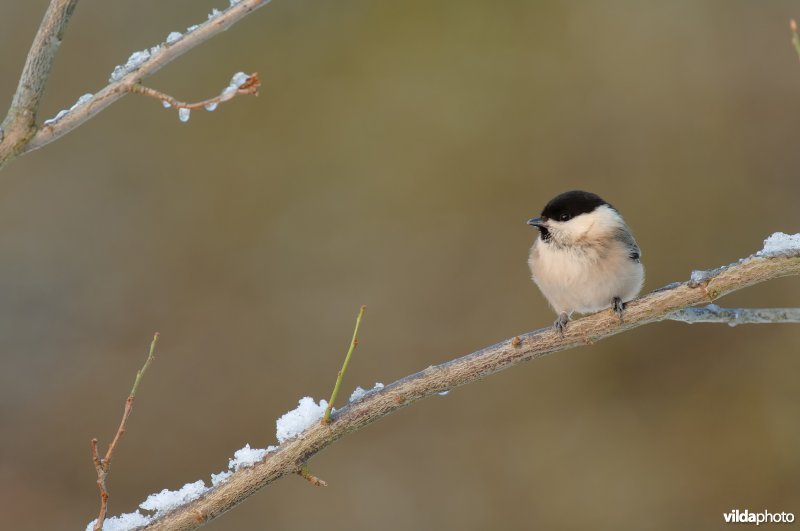 Winterse glanskop