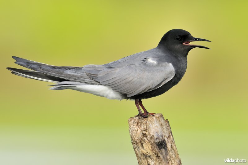 Roepende Zwarte Stern