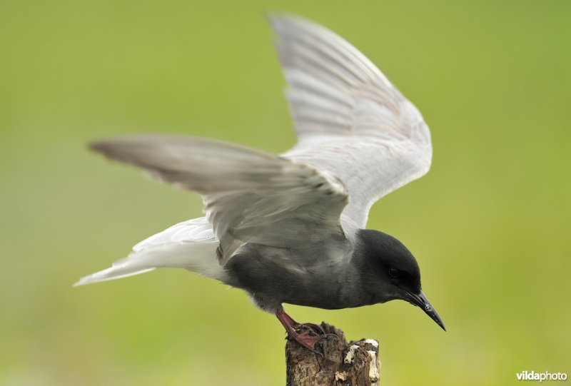 Zwarte Stern strekt zijn vleugels