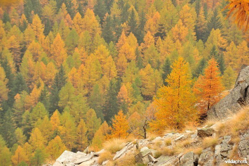 Lorken in de herfst in de Alpen