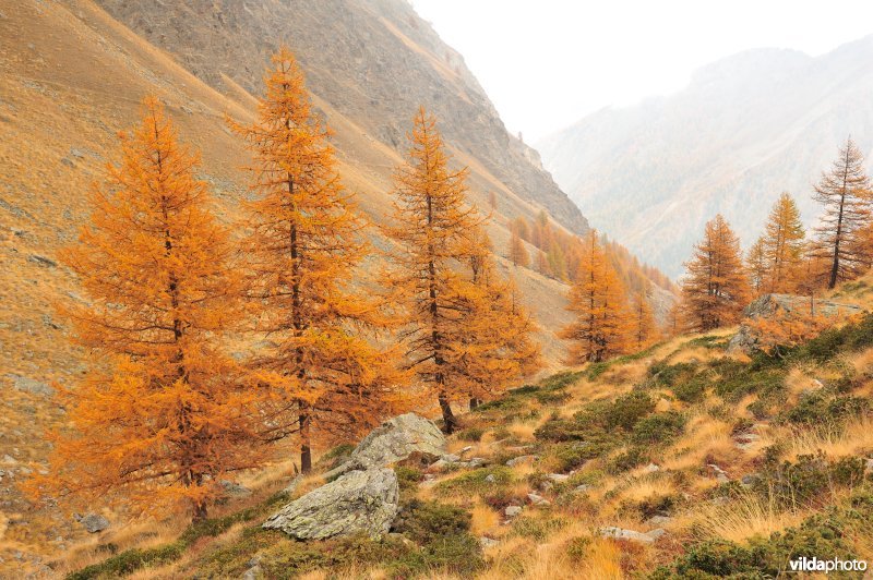 Lorken in de herfst in de Alpen