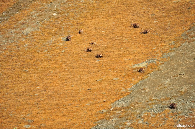 Grazende Steenbokken op bergflank