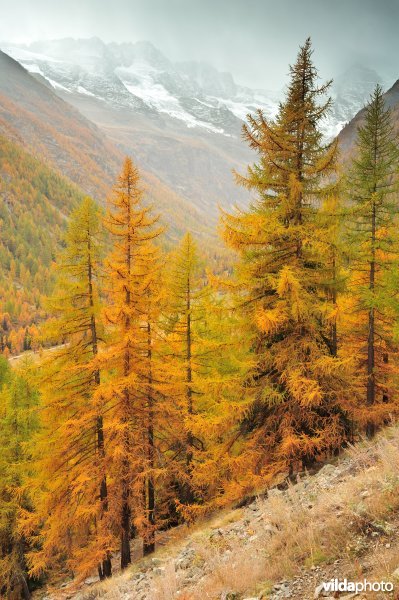 Lorken in de herfst in de Alpen