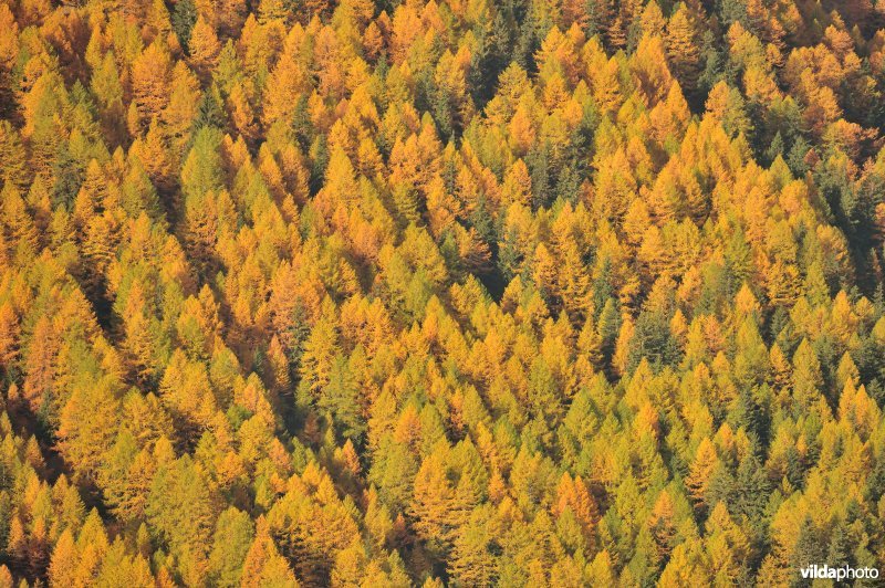 Lorken in de herfst in de Alpen