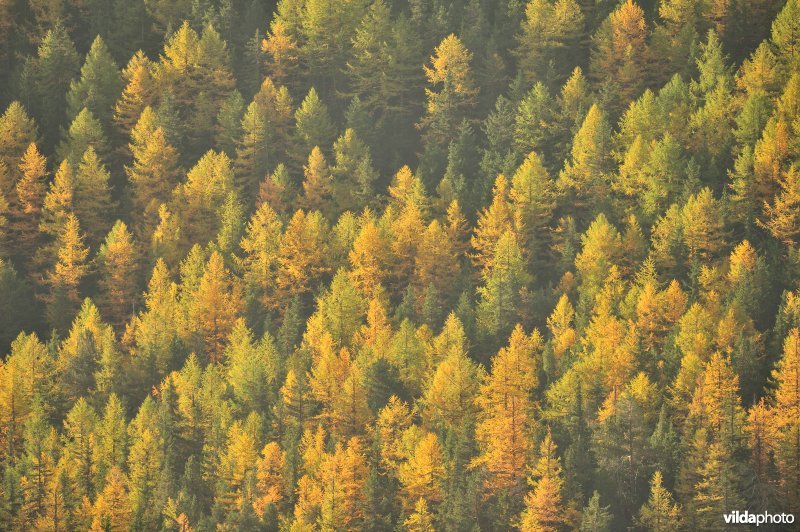 Lorken in de herfst in de Alpen