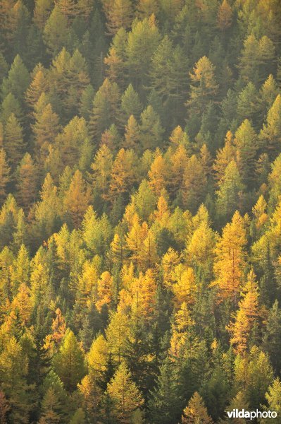 Lorken in de herfst in de Alpen