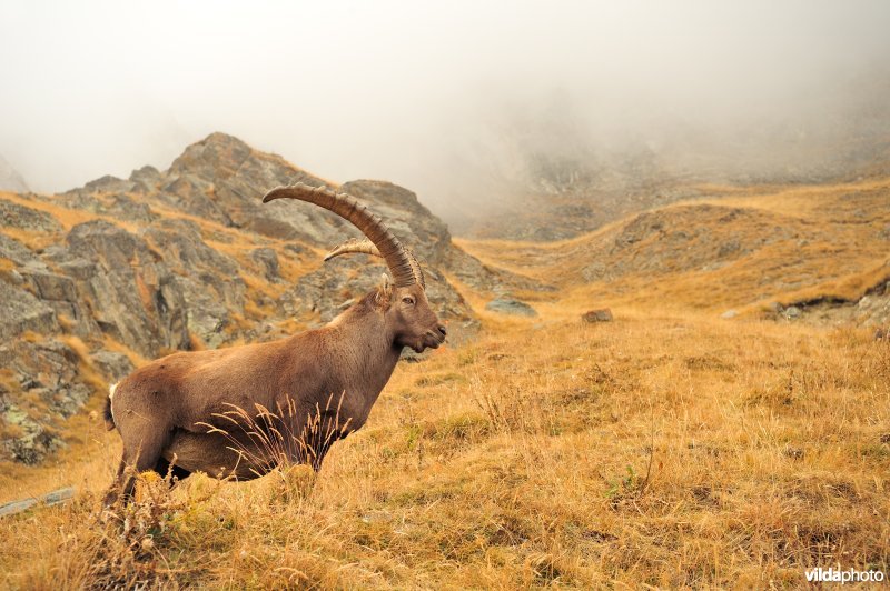 Steenbok in de Alpen