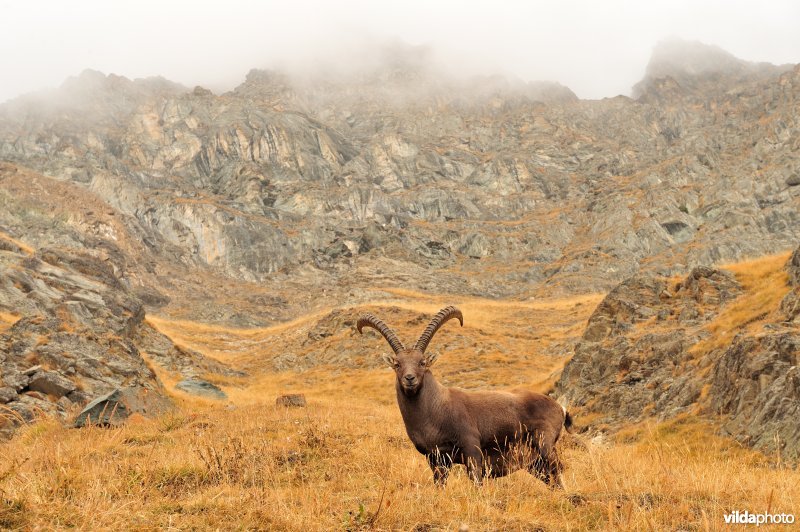 Steenbok in Gran Paradiso