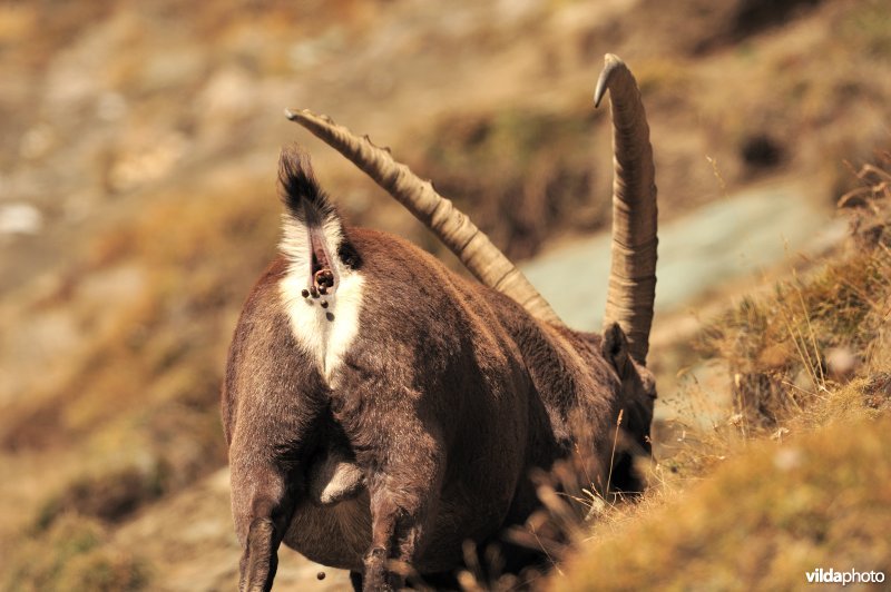 Steenbok poept