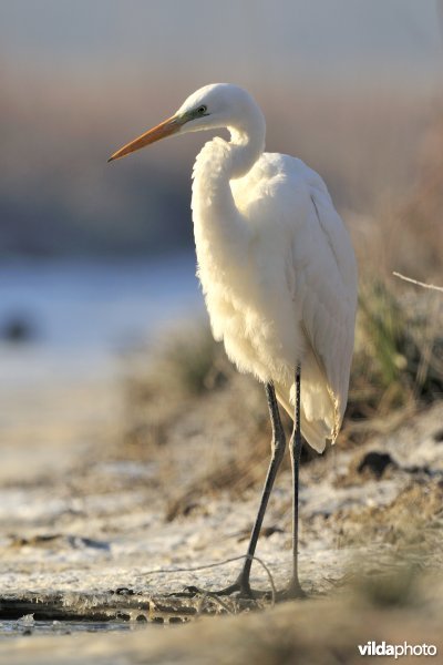 Grote Zilverreiger