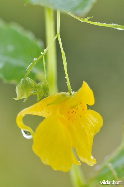 Bloem van Groot springzaad