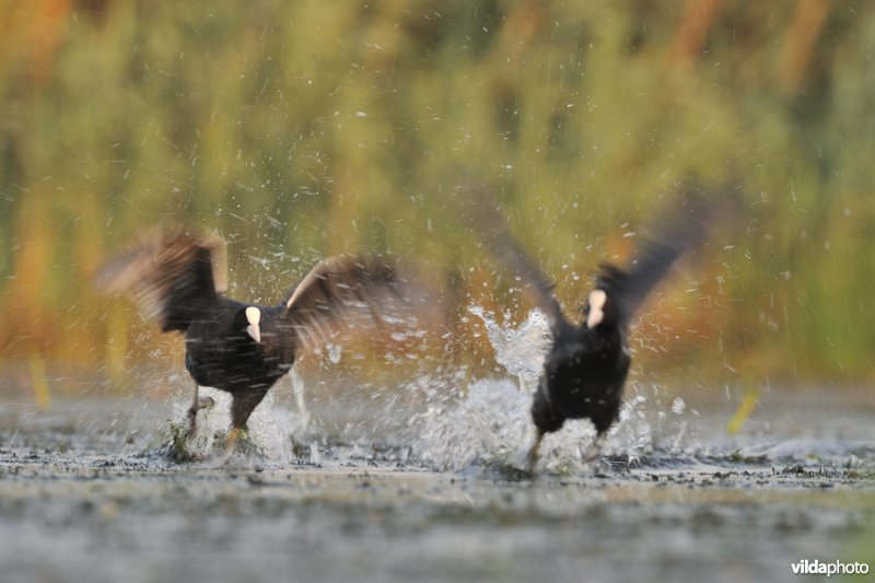 Vechtende meerkoeten