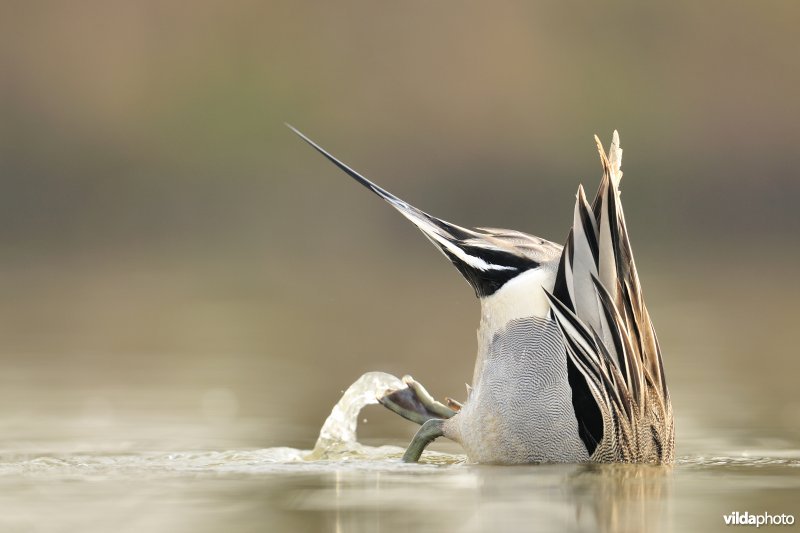 Grondelend mannetje Pijlstaart