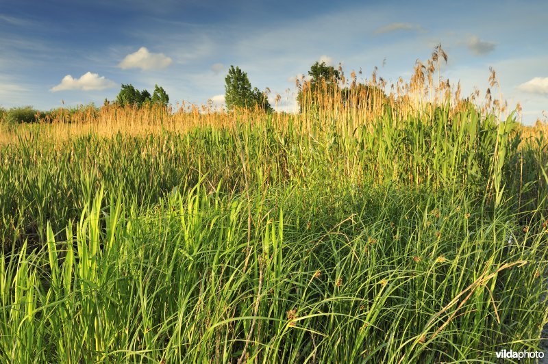 Zeebies en Riet in het Lippenbroek