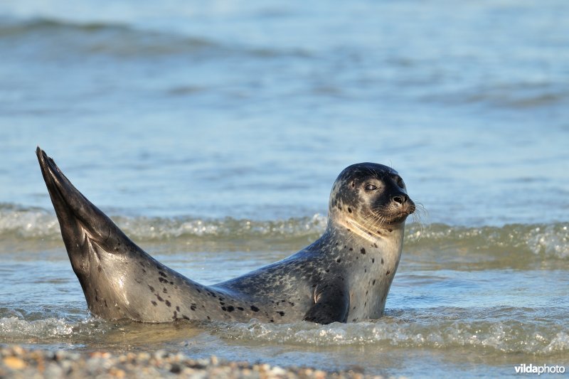 Gewone zeehond