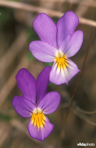 Bloemen van Duinviooltje