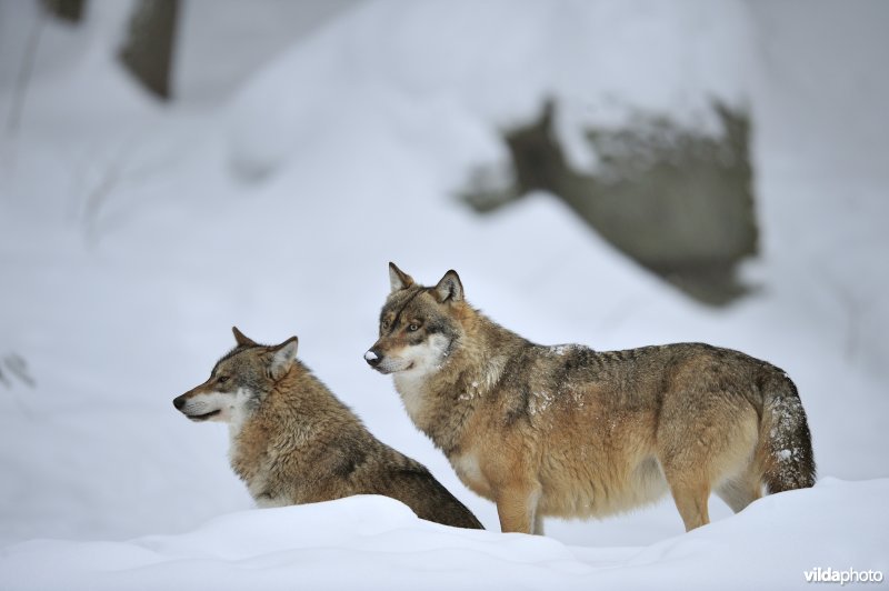 Wolf