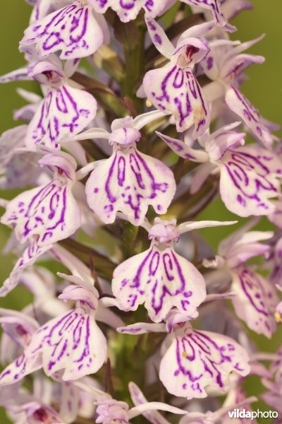 Gevlekte orchis