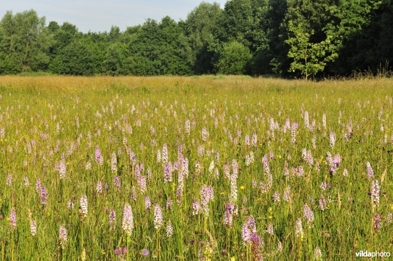 Gevlekte orchissen in de Demervallei