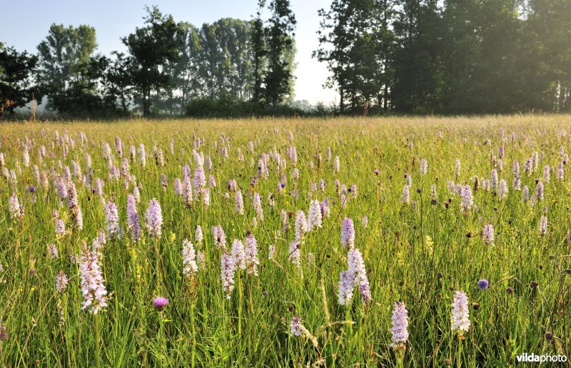 Gevlekte orchissen in de Demervallei
