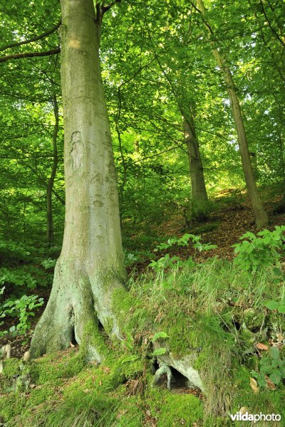 Getuigenheuvel Konijnenberg