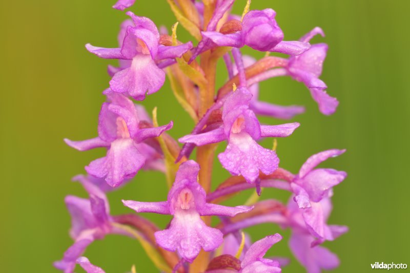 Grote muggenorchis