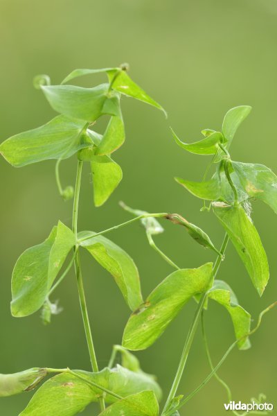 Naakte lathyrus
