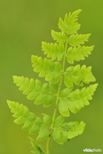 Gebogen driehoeksvaren