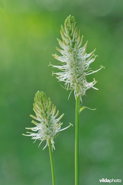 Witte rapunzel