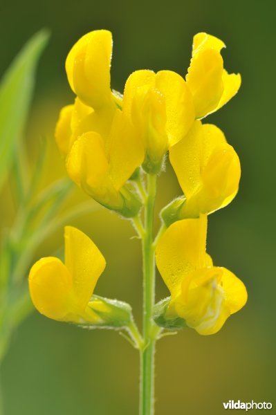 Veldlathyrus
