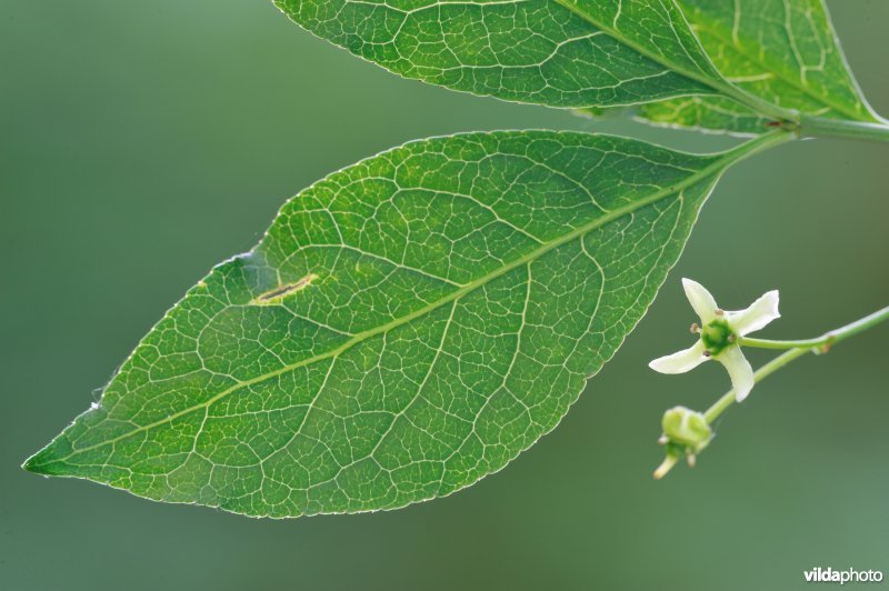 Bloem van Wilde kardinaalsmuts