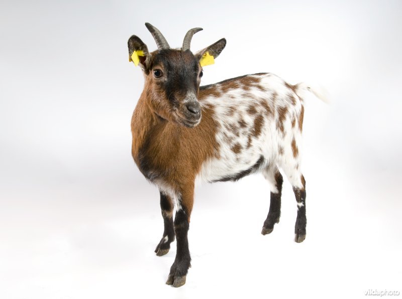 West-Afrikaanse dwerggeit