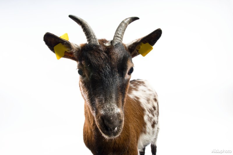 West-Afrikaanse dwerggeit