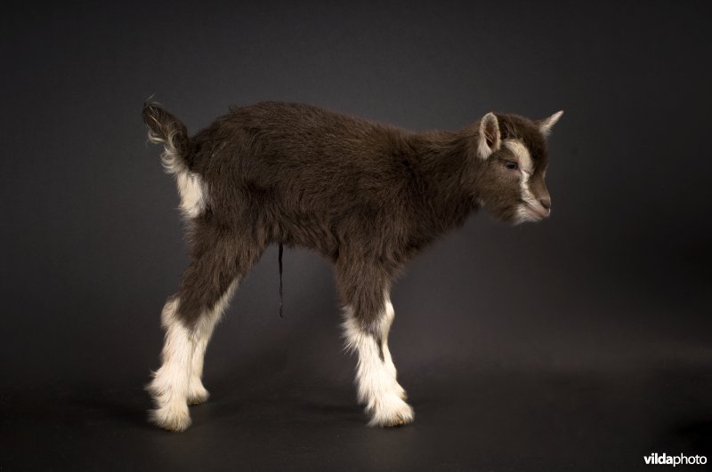 Jonge Toggenburger geit