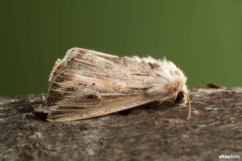 Witte-l-uil