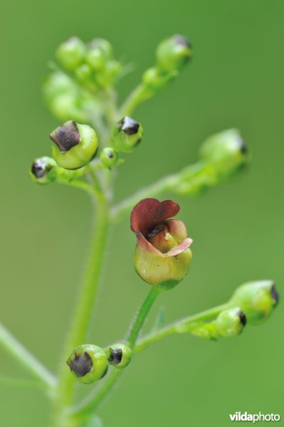 Bloem van Knopig helmkruid