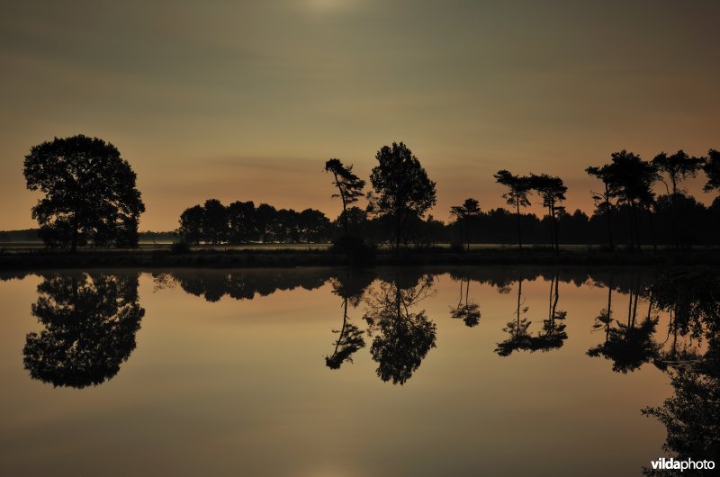 Kleine klotteraard bij volle maan