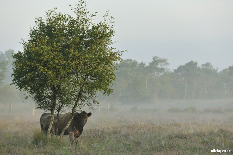 Galloways aan het Zwartwaterven