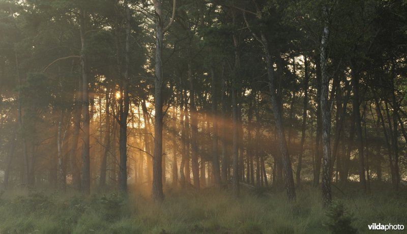 Zwartwaterven in Turnhout