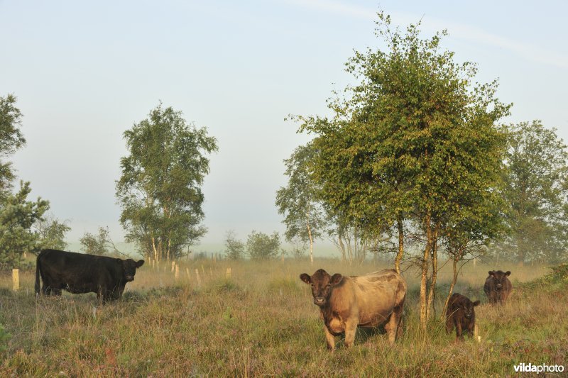 Galloways aan het Zwartwaterven