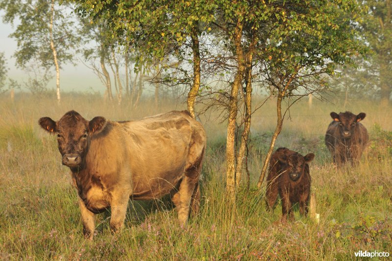 Galloways aan het Zwartwaterven