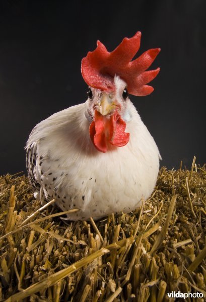 Groninger meeuw