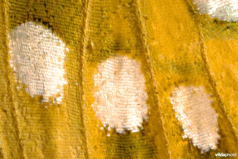 Vleugeldetail grote parelmoervlinder