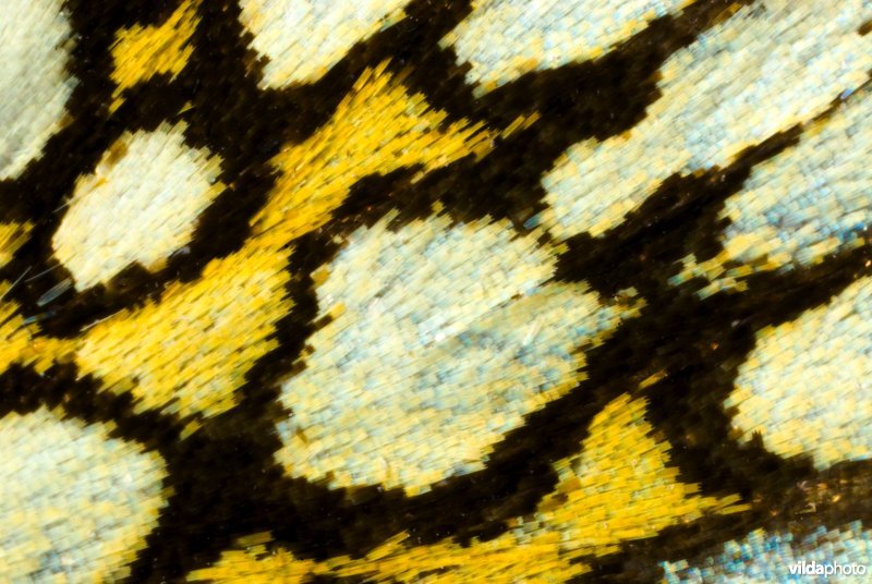 Vleugeldetail van spiegeldikkopje