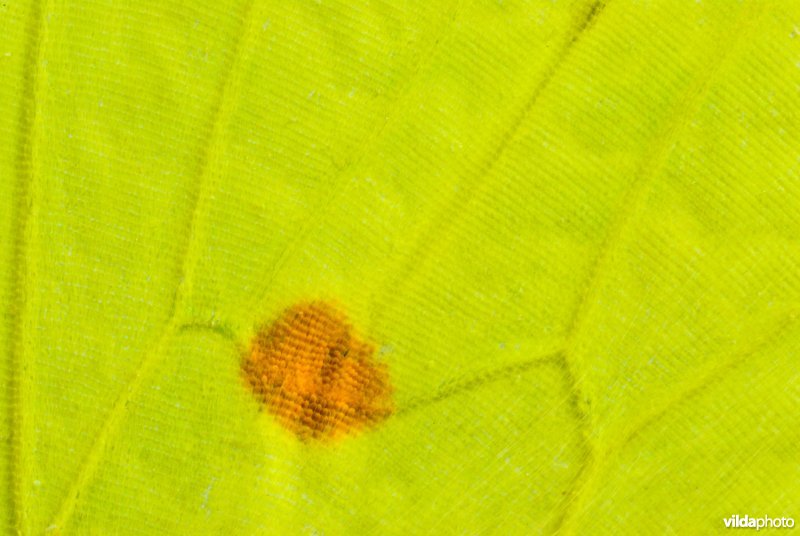 Vleugeldetail citroenvlinder