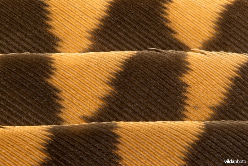 Camouflagepatroon